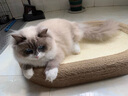 licheers剑麻猫抓板耐磨不掉屑耐抓猫爪板猫窝一体猫咪磨爪板超大号 实拍图