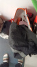 英发（YINGFA）泳裤男士舒适平角双衬防尴尬专业训练大码速干泡温泉休闲短游泳裤 实拍图