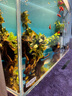森森（SUNSUN） 鱼缸水族箱生态超白玻璃缸桌面水草缸客厅造景金鱼缸 【入门超白】600*300*350mm 实拍图