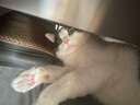 Orijen渴望猫粮 成猫幼猫干粮 六种鱼肉无谷全价通用进口1.8kg效期26/2 实拍图