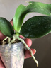御春阁蝴蝶兰花苗盆栽室内观花植物桌面阳台年宵花卉四季开花绿植花卉 小女孩蝴蝶兰+透明原盆+原土 实拍图
