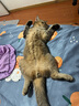 普安特宠物猫咪洗耳液耳螨狗狗滴耳液猫耳朵清洁耳垢臭痒漂护理液尔加分 实拍图