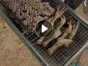 尚烤佳（Suncojia） 户外不锈钢烧烤炉 便携可折叠烧烤架 木炭烤炉 碳烤炉 烧烤箱 实拍图