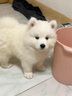 宠迈鑫纯种萨摩耶幼崽活物微笑天使萨摩耶熊版雪橇犬幼犬萨摩耶宠物狗狗 血统级 萨摩耶 母 实拍图