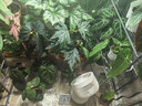 康佳（KONKA）空气循环扇家用风扇台式电风扇轻音节能涡轮对流换气扇摇头电扇交流定频小风扇空调伴侣KF-XH2012S 实拍图