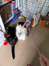 【京东快递】仙女逗猫棒猫咪玩具带铃铛逗猫神器耐咬羽毛逗猫棒 丝带蓝色款1支 实拍图