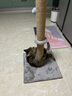熊猫兔 猫爬架防猫抓豪华猫爬架猫树猫抓柱猫抓板通天柱猫玩具猫咪用品 实拍图