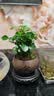 开时果 丛林九里香盆栽七里香盆景 室内桌面驱蚊绿植好养活开花卉植物 【热销款】舍得紫砂盆+苔藓+底座 实拍图