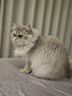 KONOKO去泪痕湿巾宠物猫咪狗狗泪痕湿纸巾比熊泰迪擦眼睛湿巾纸眼部清洁 实拍图