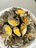 【活蟹】湖鲜阳澄 大闸蟹 去绳足重 2.3-2.6两 8只 鲜活六月黄现货超大螃蟹水产礼盒装 实拍图