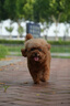 Orijen渴望狗粮 小型犬全期全价小颗粒鸡肉进口犬粮1.8kg效期25/12 实拍图