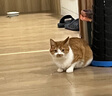 领先成猫尝鲜礼包315g主食级烘焙猫粮猫条餐盒汤包（新老款随机发货） 实拍图