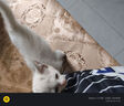 旺园兴中华田园猫猫幼崽花猫小白猫2-3月真猫白狸猫家小土猫超小家养猫 田园级 洁白小白猫【母】 晒单实拍图