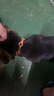 憨憨乐园宠物狗狗猫咪驱虫项圈猫圈除跳蚤项链防虱子蜱虫脖圈用品 实拍图