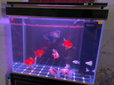 森森（SUNSUN）大型鱼缸底过滤水族箱客厅家用落地玻璃生态金鱼缸 超白款升级底滤 0.8米长35cm宽（黑白可选） 实拍图