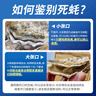 鲜海道【活鲜】鲜海道生蚝  乳山牡蛎 新鲜海蛎子生鲜贝类 送人优选6XL号带箱10斤 实拍图