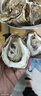 鲜海道【活鲜】鲜海道生蚝  乳山牡蛎 新鲜海蛎子生鲜贝类 精品3XL号带箱10斤 实拍图
