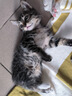 宽福（KUANFU）猫罐头猫咪零食成猫幼猫湿粮补水美毛鸡肉四拼礼盒85g*24罐 实拍图