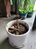 白兰花盆栽树苗带花苞玉兰花室内庭院四季开花浓香花卉黄角兰植物 精品白兰50cm（带花苞）加仑盆 不含盆 实拍图