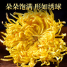 茗愿玻璃花茶杯男女士办公泡水茶杯耐高温防炸裂透明玻璃杯330ml 【花茶杯】 实拍图