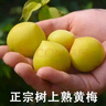 云南高山青梅云南黄梅现摘现发泡酒 云南青梅净重1斤中果25mm-28mm 实拍图