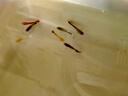 疯狂水草孔雀鱼活体水族宠物观赏鱼冷水耐活小型热带鱼淡水鱼苗 【3CM左右】精品孔雀鱼A 共8条 实拍图