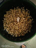 小熊（Bear）豆芽机 豆芽发芽神器 全自动家用豆芽机发豆芽 生豆芽神器家用自动洒水双层DYJ-S6365 实拍图