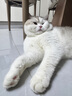 普安特宠物猫咪驱虫药体内外同驱跳蚤犬虱非泼罗尼爱滴克+内驱 实拍图