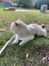 欢宠网猫咪牵引绳猫绳宠物防挣脱可调松紧背心式专用溜遛猫绳子外出用品 实拍图