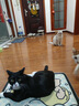 麦富迪宠物猫零食猫湿粮 成幼猫通用天然纤维元气肉泥混合装55g*6 实拍图
