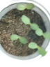 双盟神奇种植罐头教师节网红同款盆栽儿童绿植创意植物送老师感恩盆栽 晒单实拍图