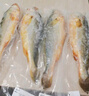 渔吻深海特大黄花鱼 冰鲜大黄鱼2斤一条 海鲜礼盒 生鲜鱼类 【4条】大黄花鱼500g/条 实拍图