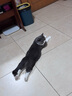 伟嘉猫粮成猫夹心粮 全价粮室内猫海洋鱼1.4KG布偶蓝猫加菲猫咪 实拍图
