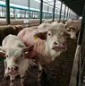 石佳康牧兽用牛羊驱虫药孕畜可用双清全驱净除体内外多种寄生虫专用全虫清 1袋牛羊全虫清 实拍图