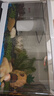 阔庭（KUOTING）缸水族箱生态桌面鱼缸新款懒人鱼缸生态造景过滤制氧一体机白色 实拍图