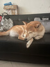 卫仕营养膏120g*2宠物狗狗猫咪幼犬营养膏微量元素维生素鱼油犬猫通用 实拍图
