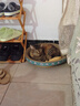 疯狂的主人猫抓板窝碗形大号猫抓盆不掉屑猫窝宠物猫玩具瓦楞纸猫爪板 实拍图
