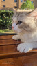 欢宠网 伊丽莎白圈猫狗宠物狗狗猫咪头套项圈颈脖圈防舔咬脖套耻辱圈伊利沙白猫圈绝育用品 M 实拍图
