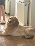 MAG狗狗螯合液体钙乳钙120ml 犬用幼犬钙片成犬钙粉宠物猫咪钙液 实拍图