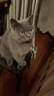 伟嘉猫粮成猫大包装英短猫咪蓝猫海洋鱼味全价实惠营养通用猫干粮 海洋鱼味10kg /20斤 实拍图