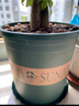 墨斗鱼花盆加仑盆加厚高款5加仑*2种菜盆大号盆栽树脂塑料简约带托盘 实拍图