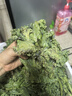 新鲜羽衣甘蓝时令西餐沙拉榨汁果汁健康轻食农家甘蓝 【寿光直发】净重4斤 实拍图
