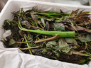 农大姐妹香椿 香椿芽新鲜露天香椿芽叶 山东露天红油香椿  季节原因偏绿 现摘嫩芽2斤（顺丰冷链） 实拍图