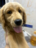 憨憨乐园狗项圈小型犬泰迪金毛宠物狗狗颈圈中小型犬脖圈脖套用品S号 实拍图
