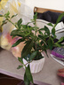 八芽小叶栀子花盆栽开花植物室内桌面茶几好养花卉绿植办公室净化空气 小叶栀子花-陶瓷竖纹盆 带盆栽好 实拍图