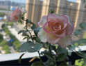 伊利金领冠育护【5倍DHA好脑力】幼儿奶粉3段(1-3岁)1200g三联装 实拍图