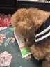 麦德氏IN-PLUS 犬活力能量营养膏120G 狗狗发育能量营养补充 实拍图