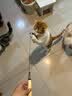 牧灵CFA赛级逗猫棒猫咪玩具自嗨解闷逗猫棒羽毛铃铛替换头小宠物用品 CFA赛级逗猫棒+橘色+彩色羽毛 实拍图