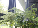 蕉内（Bananain）银皮301S袜子男士商务休闲新疆精梳棉7A抗菌防臭夏季短中筒5双装 [短筒]纯黑*2乌灰*2中冷灰 5双 均码 实拍图