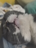 普安特宠物猫咪驱虫药驱虫体内体外驱虫跳蚤犬虱非泼罗尼爱滴克套装 实拍图
